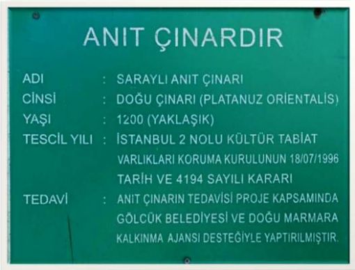 SARAYLI ASIRLIK ÇINAR ZEN ANADOLU