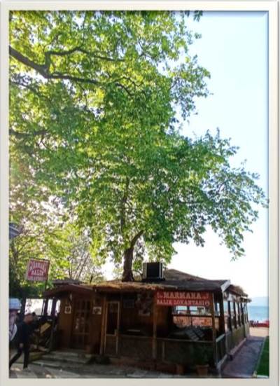 ereğli balık zen anadolu