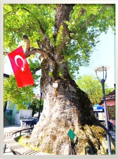 saraylı cınar zen anadolu
